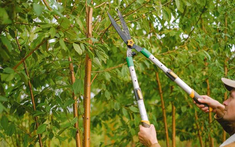 Tree trimming in Makinen, MN